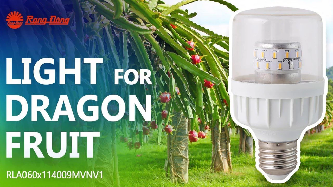 Dragon fruit lighting system provides best assistance to cultivation