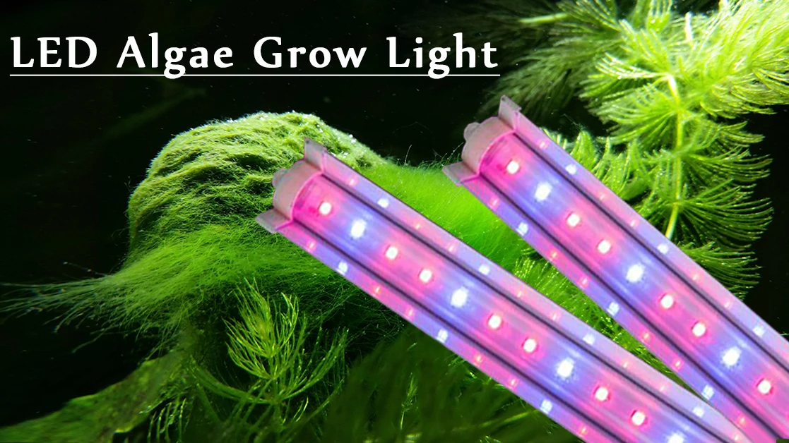Rang Dong’s LED algae grow light - key to successful algaculture