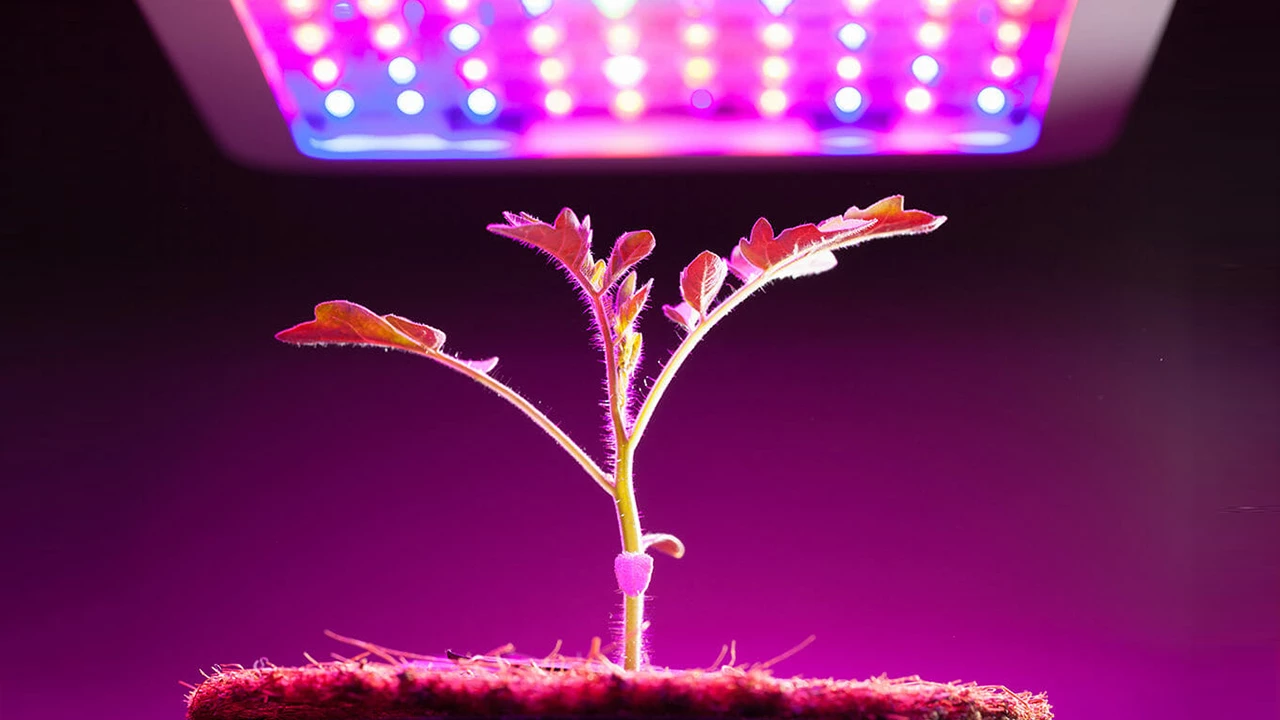 Blue, red and green light all make best light for plant growth
