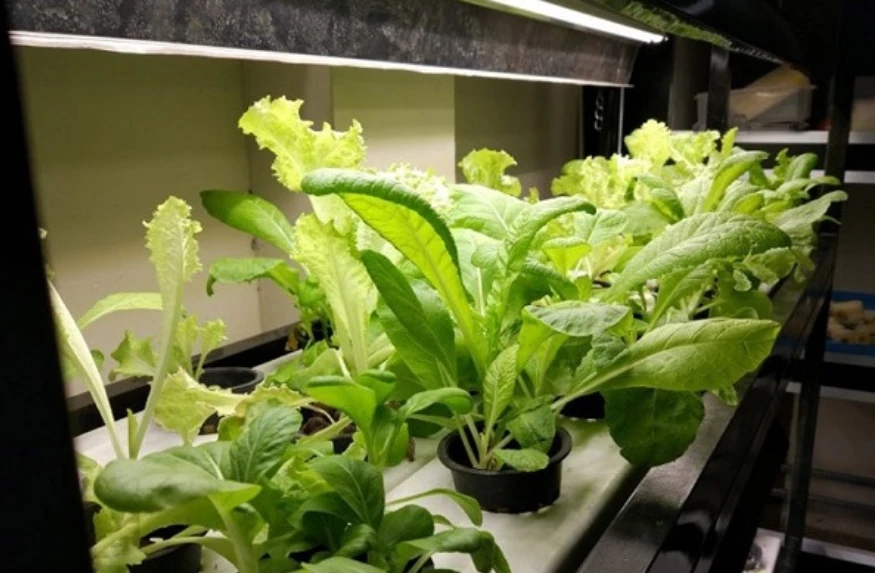Homegrown Vegetables Bring Health, Environment Benefits
