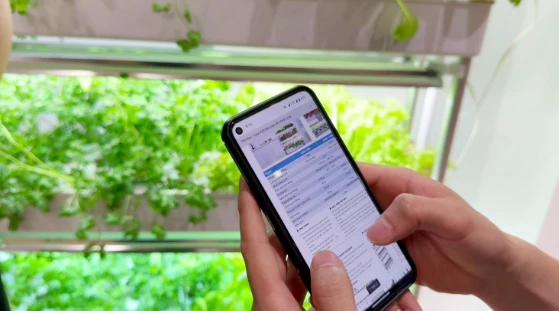 Hydroponic Gardening Gives Green Solution to Urban Homes