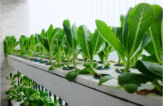 Guide on Hydroponic Vegetable Growing