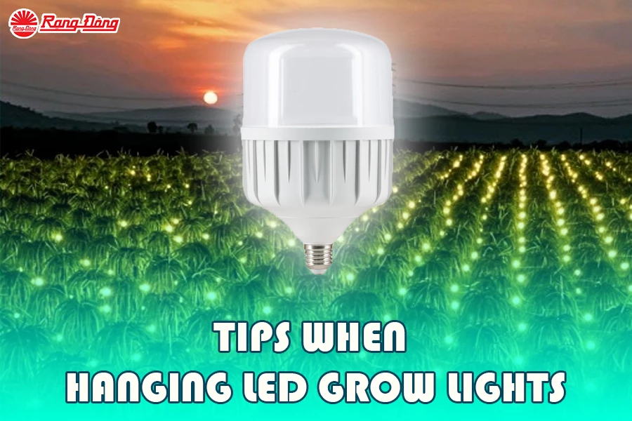 Rang Dong’s LED Grow Light Helps Raise Dragon Fruit Yields