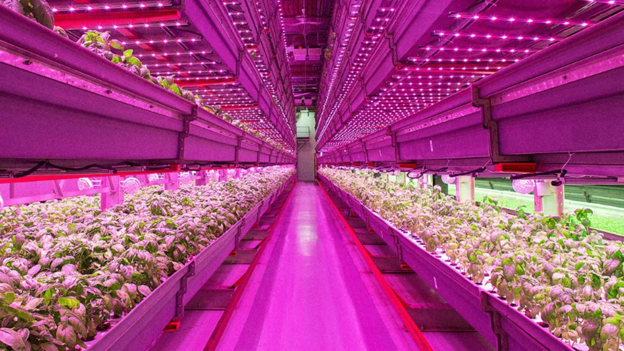 LED light for agriculture is the right choice for modern farming