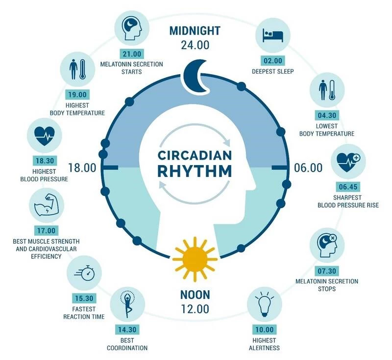 Human-Centric Lighting: How LEDs Support Health & Productivity | Radiant  Vision Systems